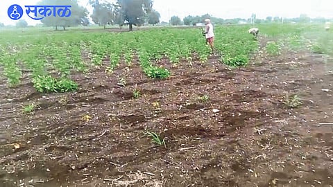 Farmers Tushar Patil and Lahu Patil plucking cotton leaves after one and a half months of cultivation due to reddening and fungus.
