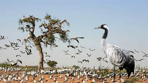 Crouch Bird