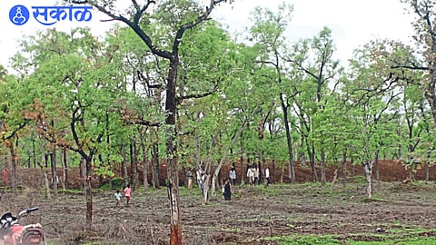 Villagers rushed to take possession of the forest land some distance from Pal.
