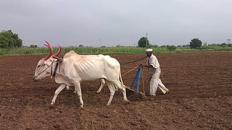 Pune Sowing