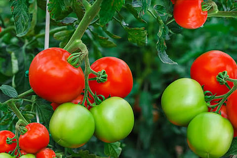 tomato color 