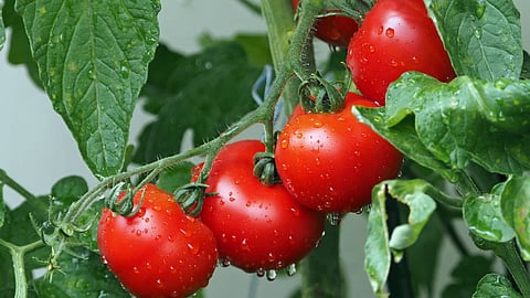 Tomato 