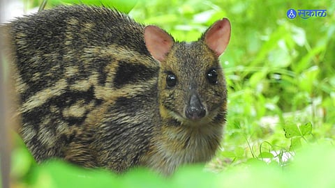 Pisuri Deer 