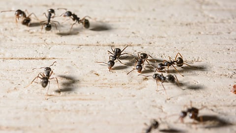 ants