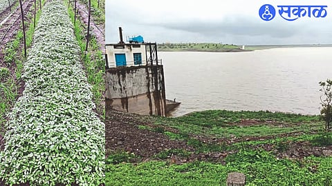 Reservoir in Ozarkhed Dam. In the second photo, tomato plants are ready for planting at Khoripada
