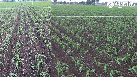 Maize crop grown in the field of farmer Rajendra Sonwane from Andarsul