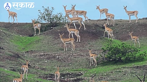 A herd of deer grazing happily on the green meadows.
