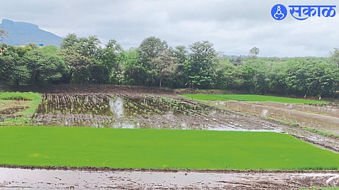 Paddy Cultivation
