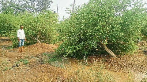 Unseasonal rain