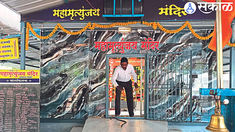 A snake found in the temple of Lord Mahadev.
