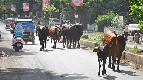 Stray animals