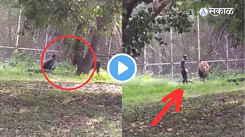 Horrible Video