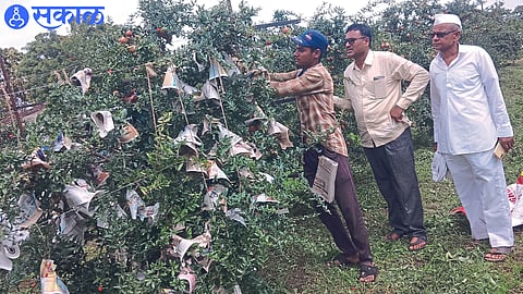 Farmers Rajendra Bhamre (Beyhead), Bhatu Bedse (Kakani) inspecting the paper wrapping of fruits in a pomegranate orchard in Shiwarat, Limbucha Mala.
