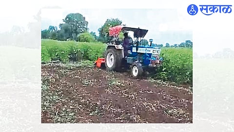 A farmer turning a 'rotovator' in a cotton field.
