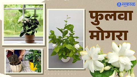 फुलवा मोगरा