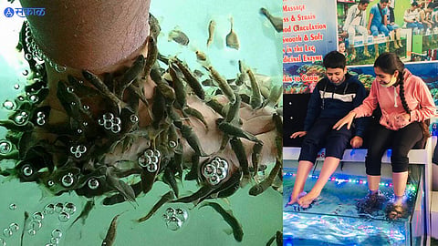 Fish Spa 