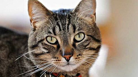 Cat Case Kabanur Ichalkaranji 