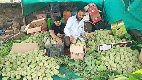 Custard Apple