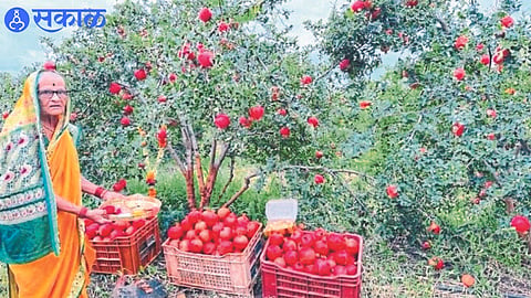 Kasubai Jadhav performing pooja during fruit harvest in pomegranate garden
