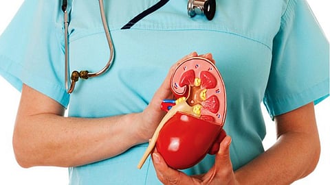 kidney 