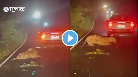 Tiger Video