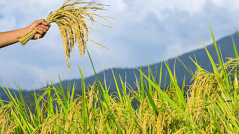 chatrapati sambhaji nagarFarmers will get crop insurance  at least thousand rupees Crop insurance