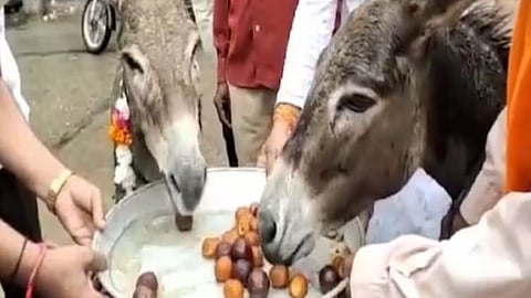 VIDEO: गाढवांना अच्छे दिन, खायला मिळतंय गुलाबजामून; कारण ऐकून व्हाल थक्क