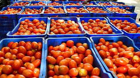 solapur tomato 6 rs per kg farmer agriculture 