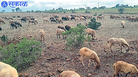 Bapu Chavan raising sheep on dried grass.
