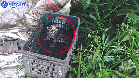 A leopard cub found in a sugarcane field.
