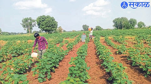 Kailas Patil, a farmer in Shivara, his children giving water by hand to save the cotton crop due to the heat.
