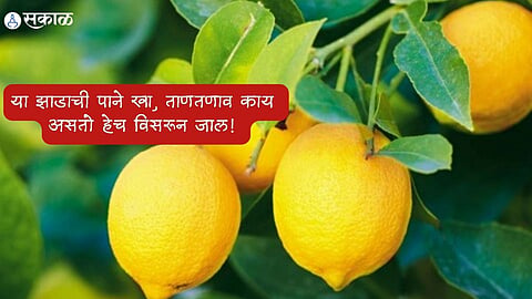 Lemon Leaf Benefits 