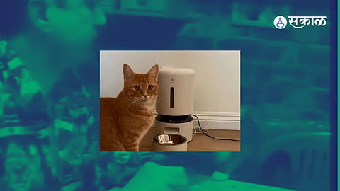Cat Video