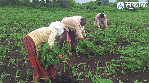 Farmers uprooting standing cotton plants in the field.
