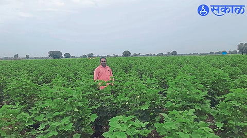 Budgujar's cotton field.
