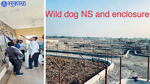 Sambhaji Nagar Another 17 hectares land available Tiger Safari process district administration final stage