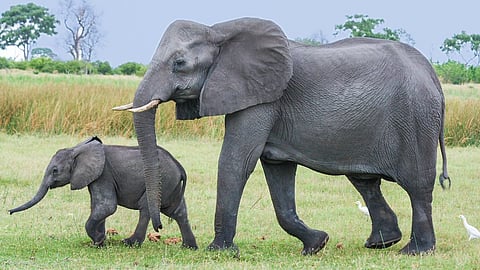 Elephant 