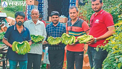 Farmers shipping bananas directly to Saudi Arabia.
