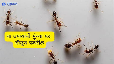Ants Control: lal and kali mungi upay
