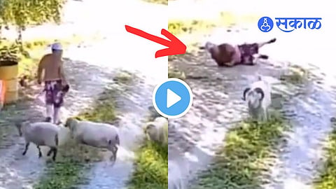 Video Viral