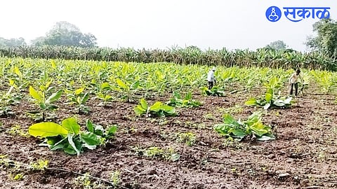 Inspection of virus infected banana orchards by scientists jalgaon news