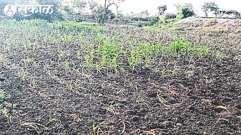 Crops in the field perished due to lack of rain