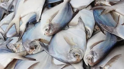 Maharashtra State Fish:महाराष्ट्राचा राज्यमासा म्हणून या माशाला मिळाला दर्जा , सर्वात महागडा मासा आता राज्याचा गौरव वाढवणार