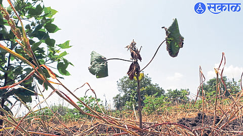 Crops failing due to lack of rain in the district.