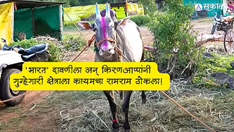 Bail Pola 2023