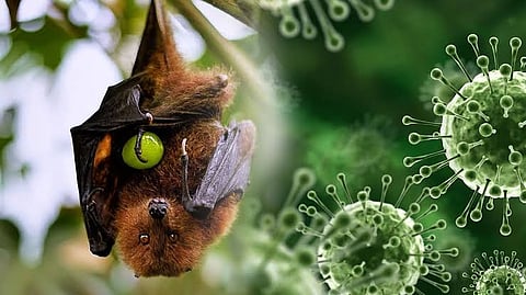 Nipah Virus