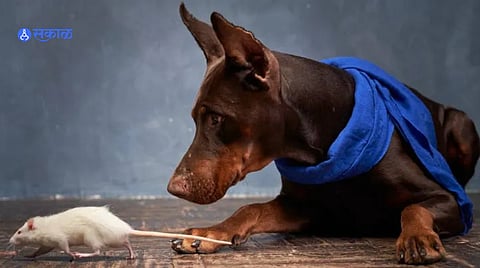 dog nad rat 