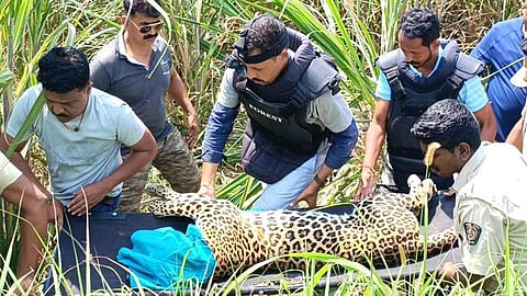 Leopard