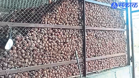 Onion is rotting  due to low price dhule news