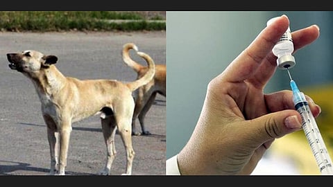Rabies vaccination